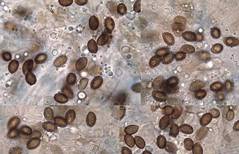 Cortinarius variebulbus